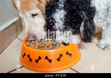 Zwei Hunde ihr Essen aus der Schüssel. Stockfoto