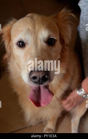 Eine entzückende Golden Retriever lächelnd und für die Kamera posieren. Stockfoto