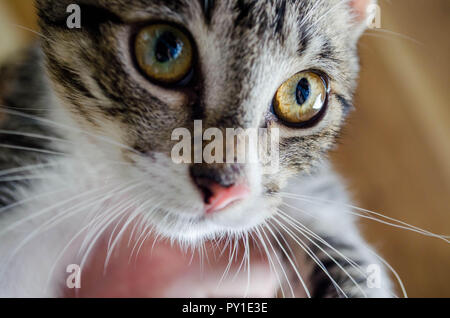 Nahaufnahme einer Schwarz und Grau gestreifte Katze mit braunen und grünen Augen, Stockfoto