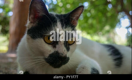 Streunende Katze in einem öffentlichen Park in Valencia, Spanien Stockfoto