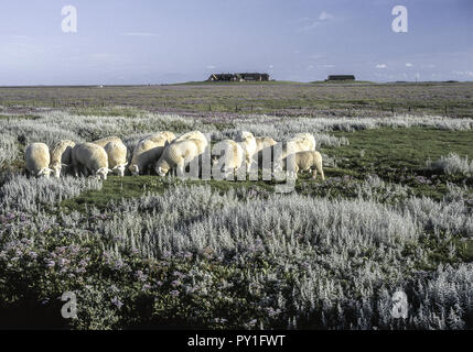 Hallig Groede, Schafe, Halligflieder, Nordfriesland, Schleswig-Holstein, Deu Stockfoto