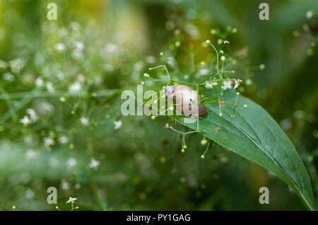 Schnecke auf einem Blatt von Baby's Atem Blumen umgeben Stockfoto