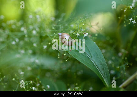 Schnecke auf einem Blatt von Baby's Atem Blumen umgeben Stockfoto