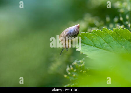 Schnecke auf einem Blatt von Baby's Atem Blumen umgeben Stockfoto