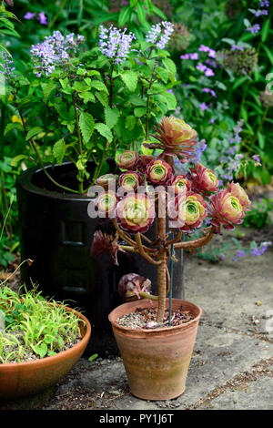 Aeonium Granat, Evergreen, saftig, dunkel, bronze, Burgund, Rosette, Rosetten, Laub, Blätter, Aeonium tabuliforme Schwarzkopf X Aeonium, RM Floral Stockfoto