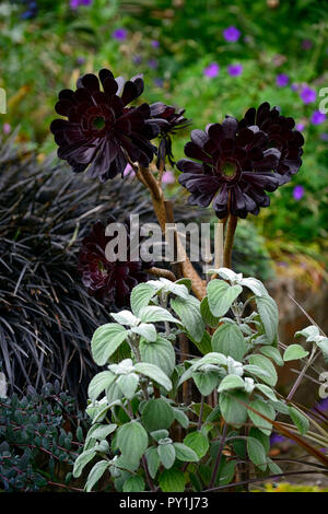 Aeonium arboreum zwartkop, Evergreen, saftig, dunkel, schwarz, burgund, Rosette, Rosetten, Laub, Blätter, RM Floral Stockfoto