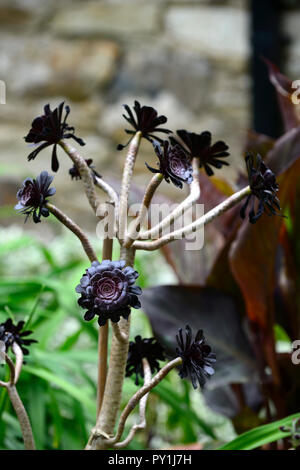 Aeonium arboreum zwartkop, Evergreen, saftig, dunkel, schwarz, burgund, Rosette, Rosetten, Laub, Blätter, RM Floral Stockfoto