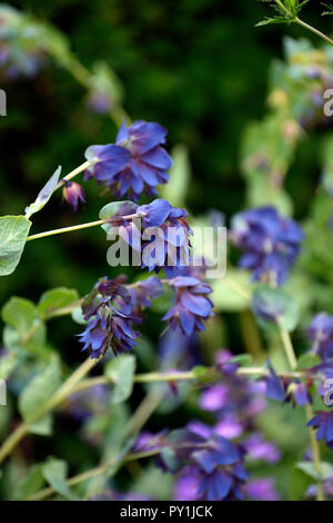 Cerinthe major Purpurascens, Honeywort, Blau, Lila, Blüte, Blumen, RM Floral Stockfoto