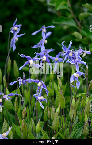 Clematis integrifolia, nicht Twining, klettern, klettern, kriechen, blaue Blume, Blumen, Blüte, mehrjährig, RM Floral Stockfoto