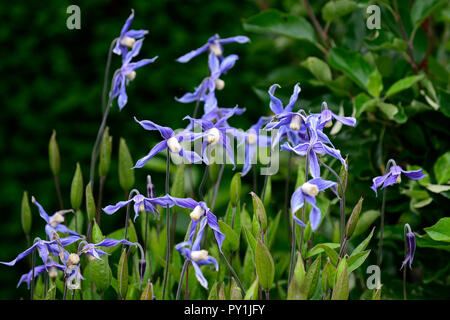 Clematis integrifolia, nicht Twining, klettern, klettern, kriechen, blaue Blume, Blumen, Blüte, mehrjährig, RM Floral Stockfoto