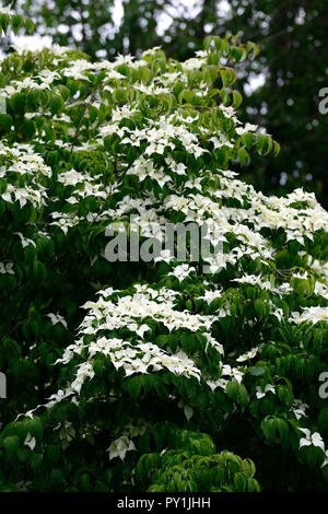 Cornus kousa China Girl, weiß, Deckblatt, Deckblätter, Blumen, Blume, Blüte, Frühling, Hartriegel, Hartriegel, Zierpflanzen, Baum, RM Floral Stockfoto