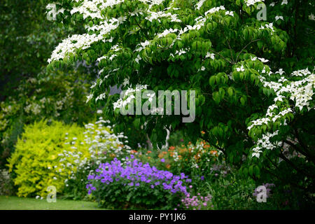 Cornus kousa China Girl, weiß, Deckblatt, Deckblätter, Blumen, Blume, Blüte, Frühling, Hartriegel, Hartriegel, Zierpflanzen, Baum, RM Floral Stockfoto