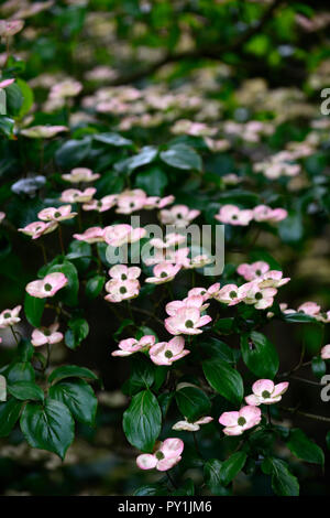 Verpassen Cornus kousa Satomi, Rosa, Weiß, Deckblatt, Deckblätter, Blumen, Blume, Blüte, Frühling, Hartriegel, Hartriegel, Zierpflanzen, Baum, RM Floral Stockfoto