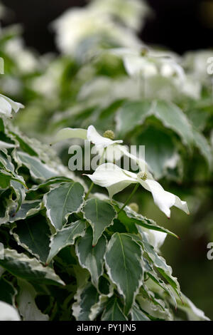 Cornus kousa Wolf Augen, weiß, Deckblatt, Deckblätter, Blumen, Blume, Blüte, Frühling, bunte, Laub, Blätter, Baum, treees, Hartriegel, Hartriegel, Zierpflanzen, Baum, RM F Stockfoto