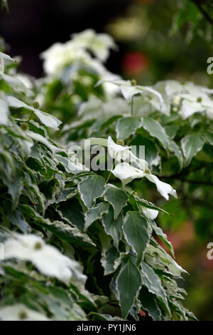 Cornus kousa Wolf Augen, weiß, Deckblatt, Deckblätter, Blumen, Blume, Blüte, Frühling, bunte, Laub, Blätter, Baum, treees, Hartriegel, Hartriegel, Zierpflanzen, Baum, RM F Stockfoto