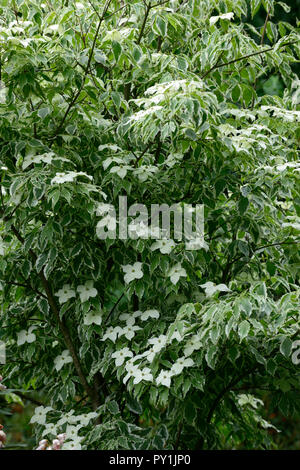 Cornus kousa Wolf Augen, weiß, Deckblatt, Deckblätter, Blumen, Blume, Blüte, Frühling, bunte, Laub, Blätter, Baum, treees, Hartriegel, Hartriegel, Zierpflanzen, Baum, RM F Stockfoto