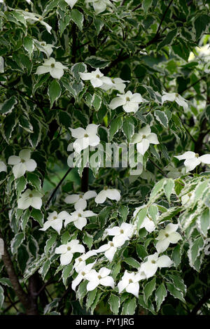 Cornus kousa Wolf Augen, weiß, Deckblatt, Deckblätter, Blumen, Blume