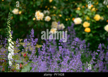 Weiß Fingerhut, Digitalis alba, rosa Arthur Bell, nepeta Six Hills Giant, Rose, Rosen, Gelb, Fingerhut, weiß, Blume, Blumen, Blüte, Biennale, Garten, RM F Stockfoto