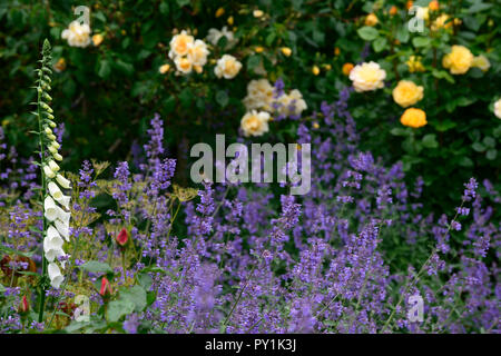 Weiß Fingerhut, Digitalis alba, rosa Arthur Bell, nepeta Six Hills Giant, Rose, Rosen, Gelb, Fingerhut, weiß, Blume, Blumen, Blüte, Biennale, Garten, RM F Stockfoto