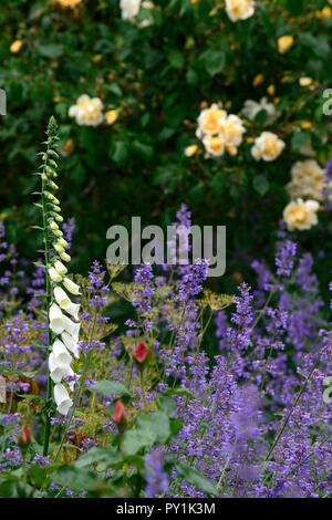 Weiß Fingerhut, Digitalis alba, rosa Arthur Bell, nepeta Six Hills Giant, Rose, Rosen, Gelb, Fingerhut, weiß, Blume, Blumen, Blüte, Biennale, Garten, RM F Stockfoto