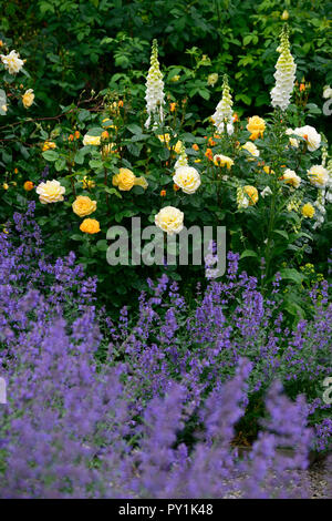 Weiß Fingerhut, Digitalis alba, rosa Arthur Bell, nepeta Six Hills Giant, Rose, Rosen, Gelb, Fingerhut, weiß, Blume, Blumen, Blüte, Biennale, Garten, RM F Stockfoto