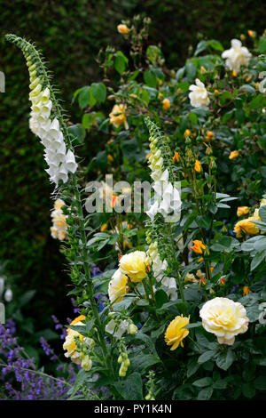 Weiß Fingerhut, Digitalis alba, rosa Arthur Bell, Rose, Rosen, Gelb, Fingerhut, weiß, Blume, Blumen, Blüte, Biennale, Garten, RM Floral Stockfoto