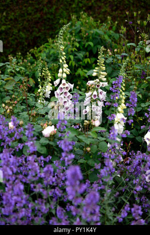 Weiß Fingerhut, Digitalis alba, rosa Arthur Bell, nepeta Six Hills Giant, Rose, Rosen, Gelb, Fingerhut, weiß, Blume, Blumen, Blüte, Biennale, Garten, RM F Stockfoto