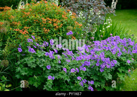 Euphorbia griffithii fireglow, Geranium, blau, Laub, Blätter, Orange, milkweeds, spurges, Blumen, Blüte, Blüten, Gelb, Maigrün, Kalk, Wolfsmilch, RM Floral Stockfoto