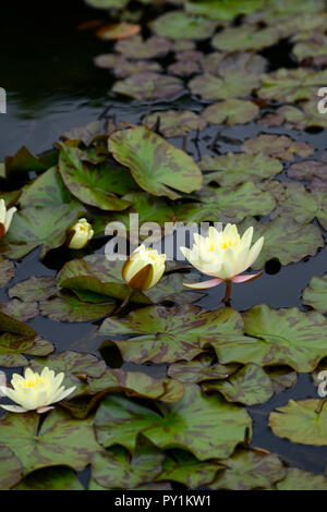 RM Blumen, Blumen, Nymphaea sp., gelbe Wasserlilie, Blume, Pool, Wasser, blühende, Teich Stockfoto