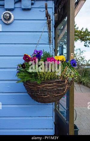 Bunte Stiefmütterchen Blumen in whicker hängenden Korb gegen den blauen Zaun UK Stockfoto