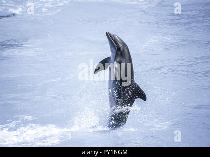 Delfin Bei Delfinshow Stockfoto
