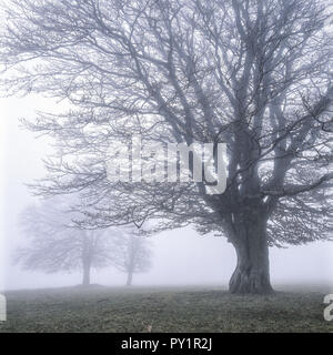 Winterlicher Laubbaum Im Nebel Stockfoto