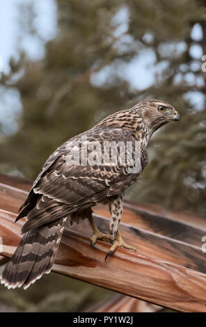 Northern goshawk; Raubvogel; Denali National Park, Alaska Stockfoto