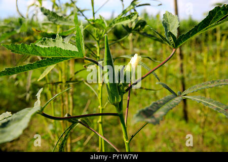 Lady's Finger in ein organisches Gemüse Feld an Singair in Manikganj, Bangladesch Stockfoto