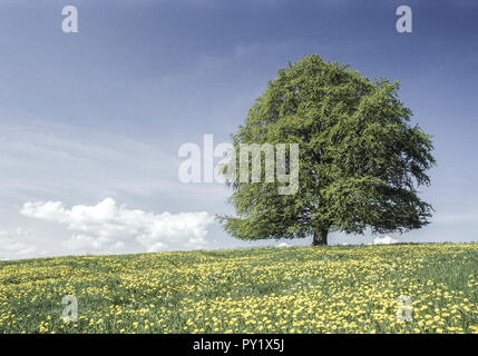 Einzelner Laubbaum in Loewenzahnwiese, Allgäu, Deutschland Stockfoto