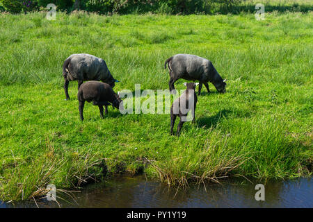 Niederlande, Zaanse Schans, schwarze Schafe auf der Wiese Stockfoto