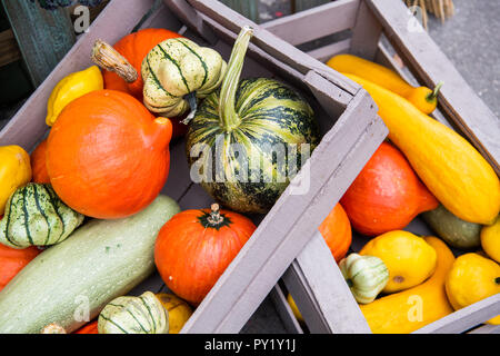 Die bunten Kürbisse liegen auf Stroh mit einem hölzernen Kasten im Hintergrund. Herbst Stockfoto