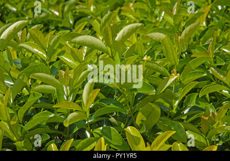 Grüner Tee Knospen und Blätter in Teeplantagen Stockfoto