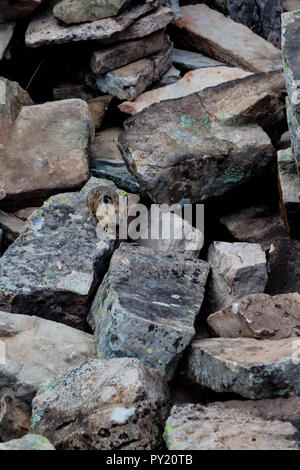 Ochotona princeps, amerikanische pika, ist ein gemeinsames, obwohl schwer fassbaren legomorph Leben in großen Höhen in felsigen Hängen. Es ist durch den Klimawandel bedroht Stockfoto