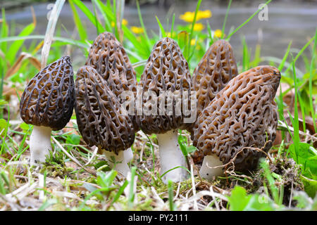 Große Gruppe von sieben Schwarze morcheln oder Morchella conica, früher Frühling Pilze im natürlichen Lebensraum an der Küste von einem Gebirgsbach Stockfoto