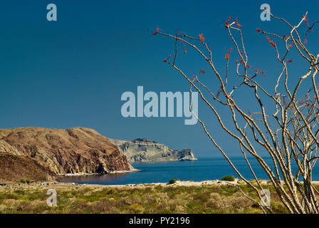 Blühende Ocotillo, Campo El Faro im Golf von Kalifornien, Baja California Küste südlich von Puertecitos, Baja California, Mexiko Stockfoto
