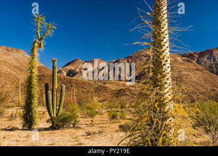 Cirios, cardon Kakteen in Desierto Central, Sierra de la Borja, Baja California, Mexiko Stockfoto