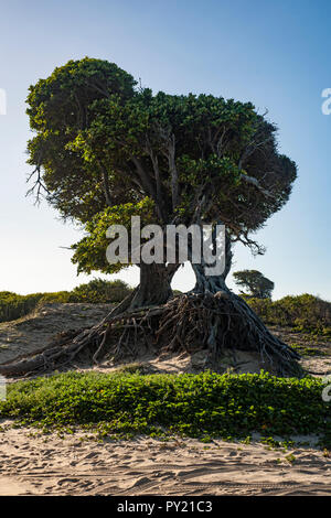 Die Arvore tun Amores, Lover's Baum, in der Nähe des Strandes bei Cabo Sao Roque, in der Nähe von Touros, Rio Grande do Norte, Brasilien Stockfoto