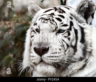 Bengal White Tiger Close Up (Panthera tigris tigris) Stockfoto