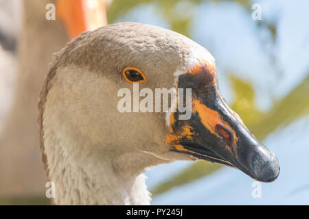 Portrait von Chinesischen gans Nah Stockfoto