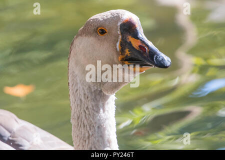 Portrait von Chinesischen gans Nah Stockfoto