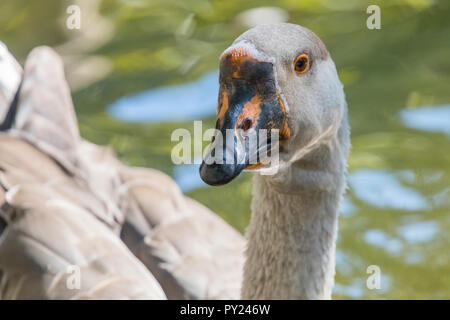 Portrait von Chinesischen gans Nah Stockfoto