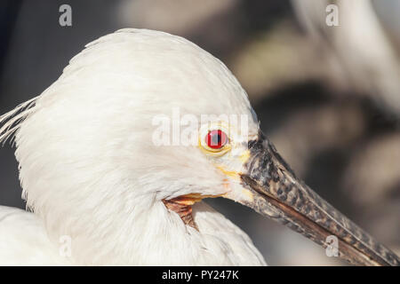 Löffler, Portrait schließen. Gemeinsame Löffler (Platalea leucorodia) Stockfoto