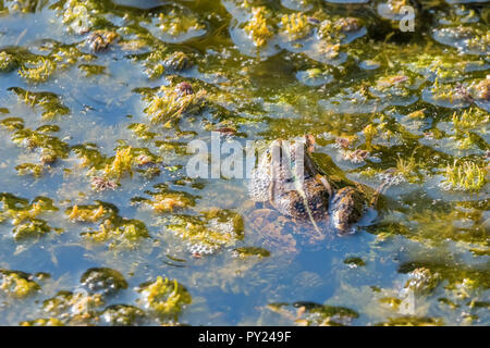 Frosch im Wasser Nahaufnahme. Stockfoto