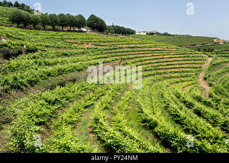 Spektakuläre Aussicht auf die Weinberge an den Hängen des Douro Wein Region, Portugal, berühmt für seine hervorragende Portweine Stockfoto